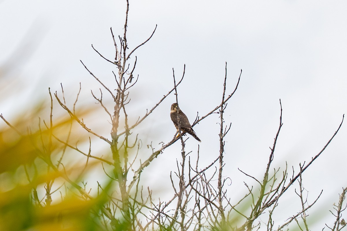 Merlin - ML643461456