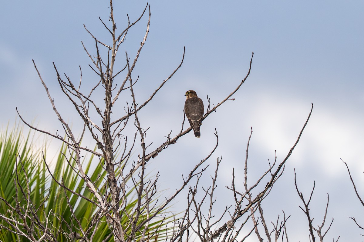 Merlin - ML643461457