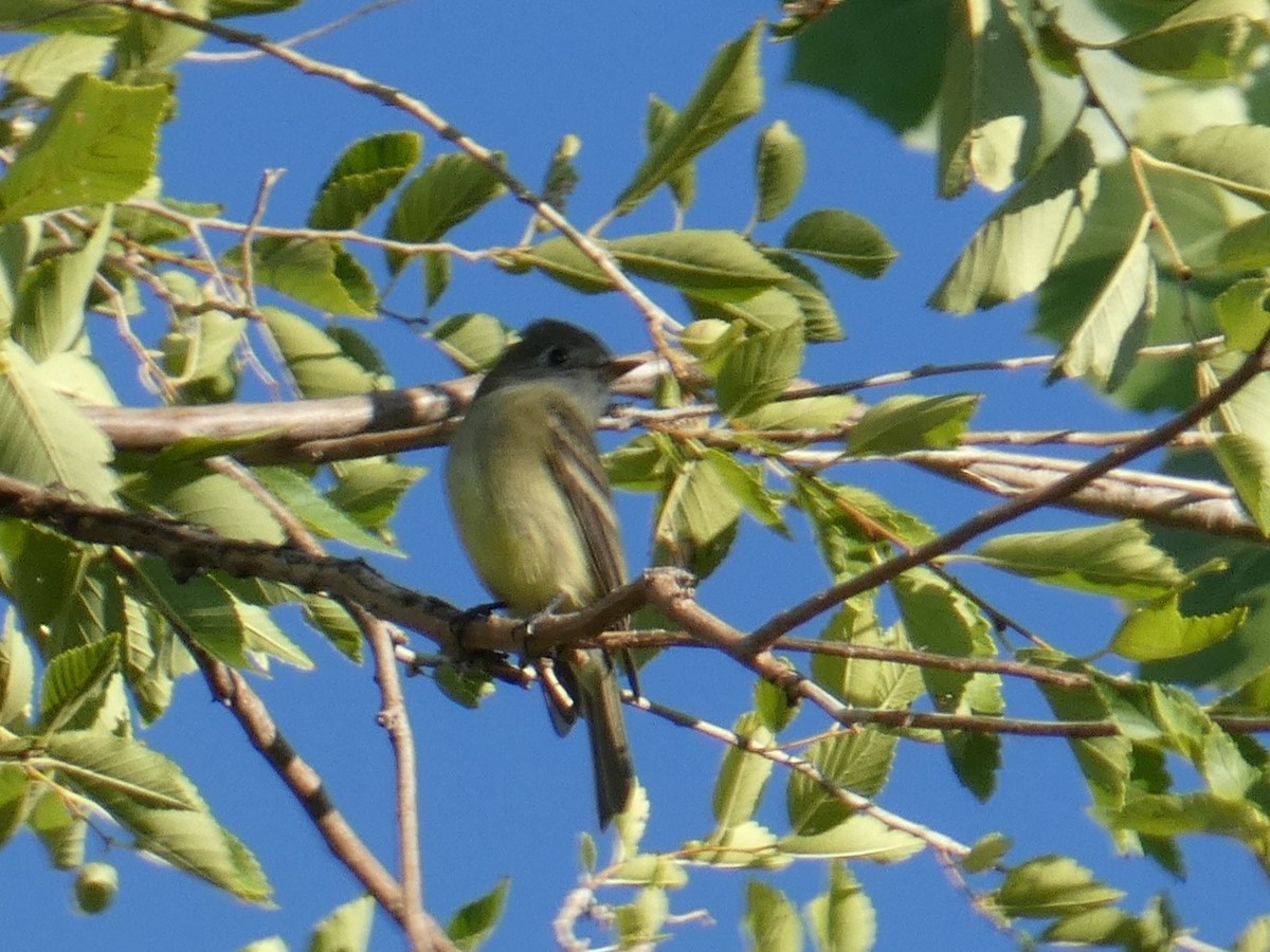 Hammond's Flycatcher - ML643461462