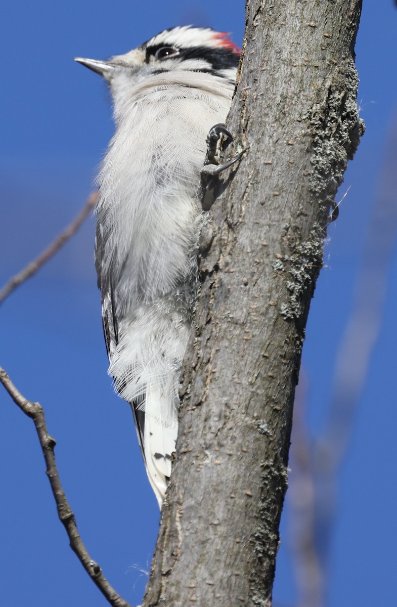Downy Woodpecker (Eastern) - ML643461490