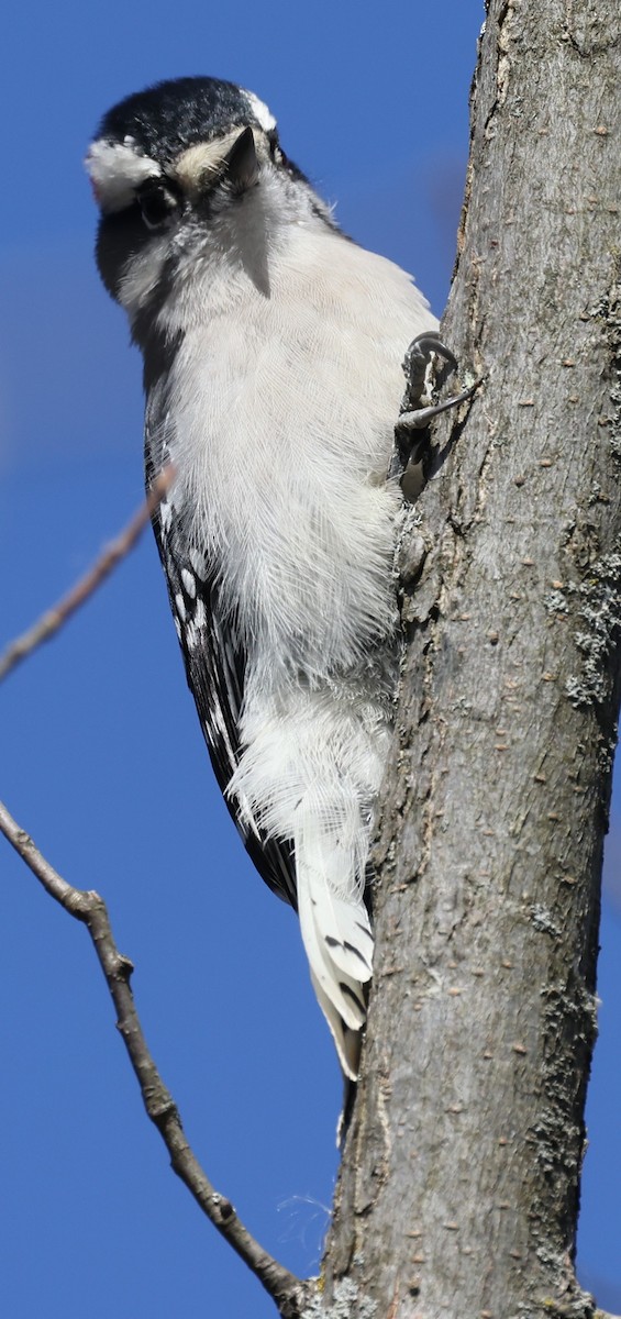 Downy Woodpecker (Eastern) - ML643461491