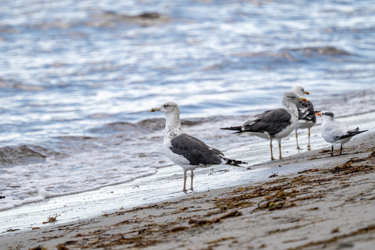 Lesser Black-backed Gull - ML643461500