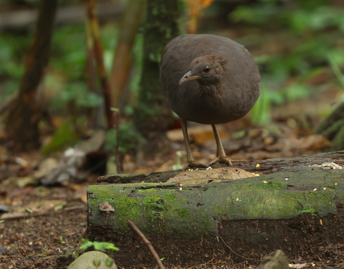 Cinereous Tinamou - ML643461503