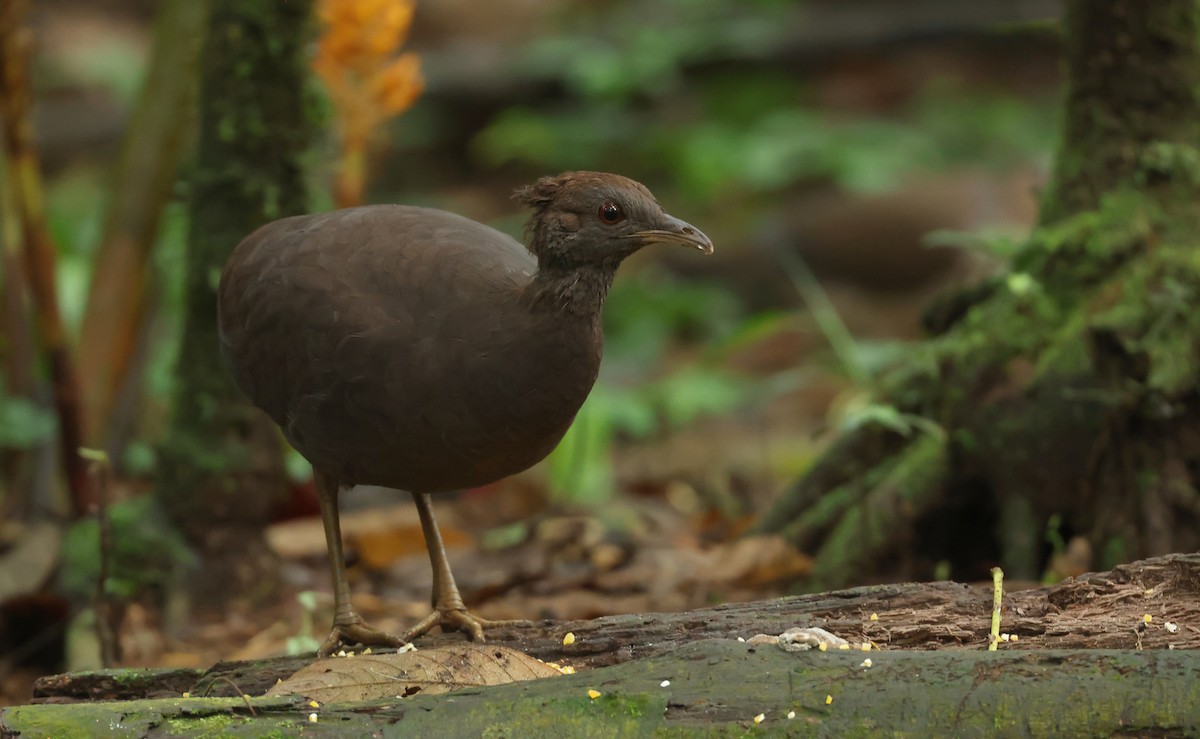 Cinereous Tinamou - ML643461504