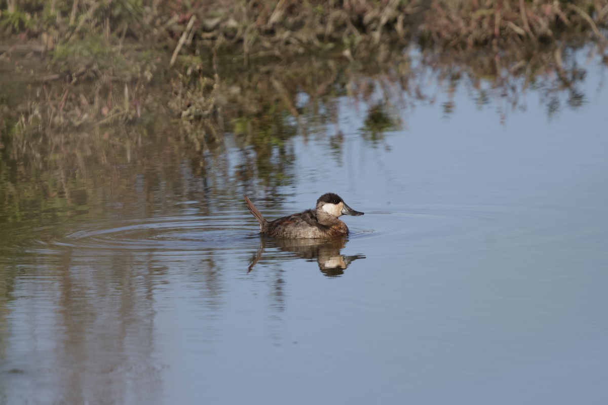 Ruddy Duck - ML643461508