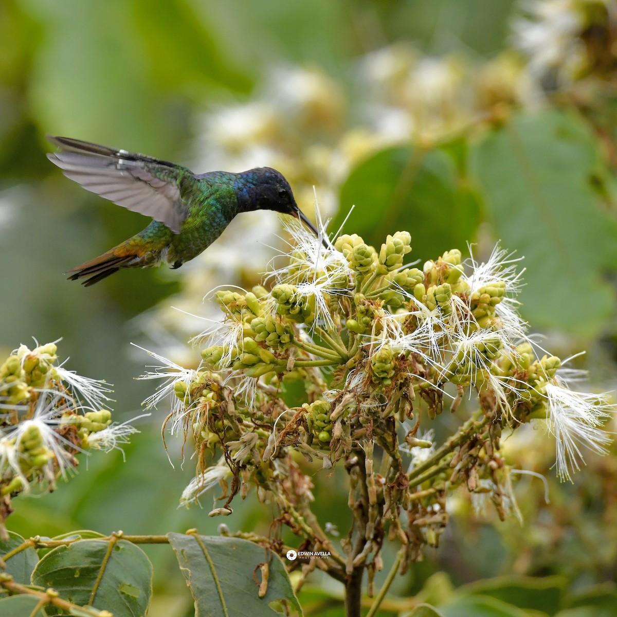 gyllenstjertkolibri - ML643461519
