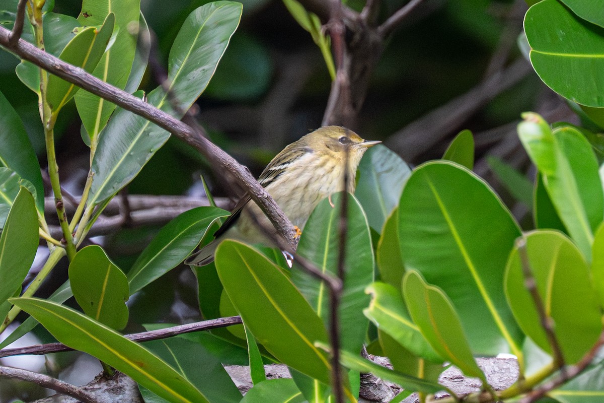 Blackpoll Warbler - ML643461521