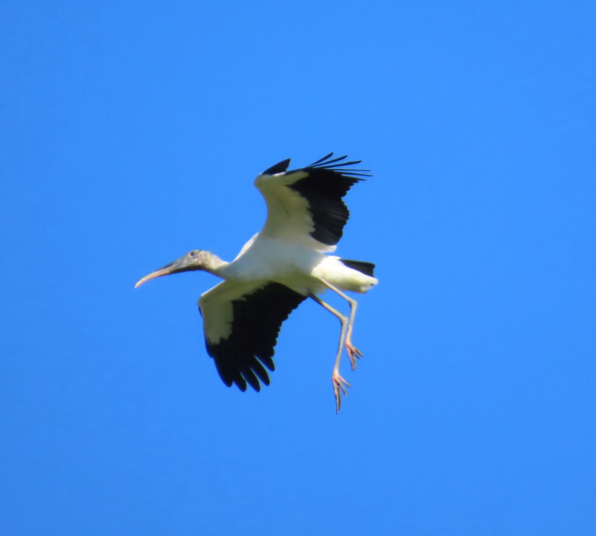 amerikastork - ML643461529
