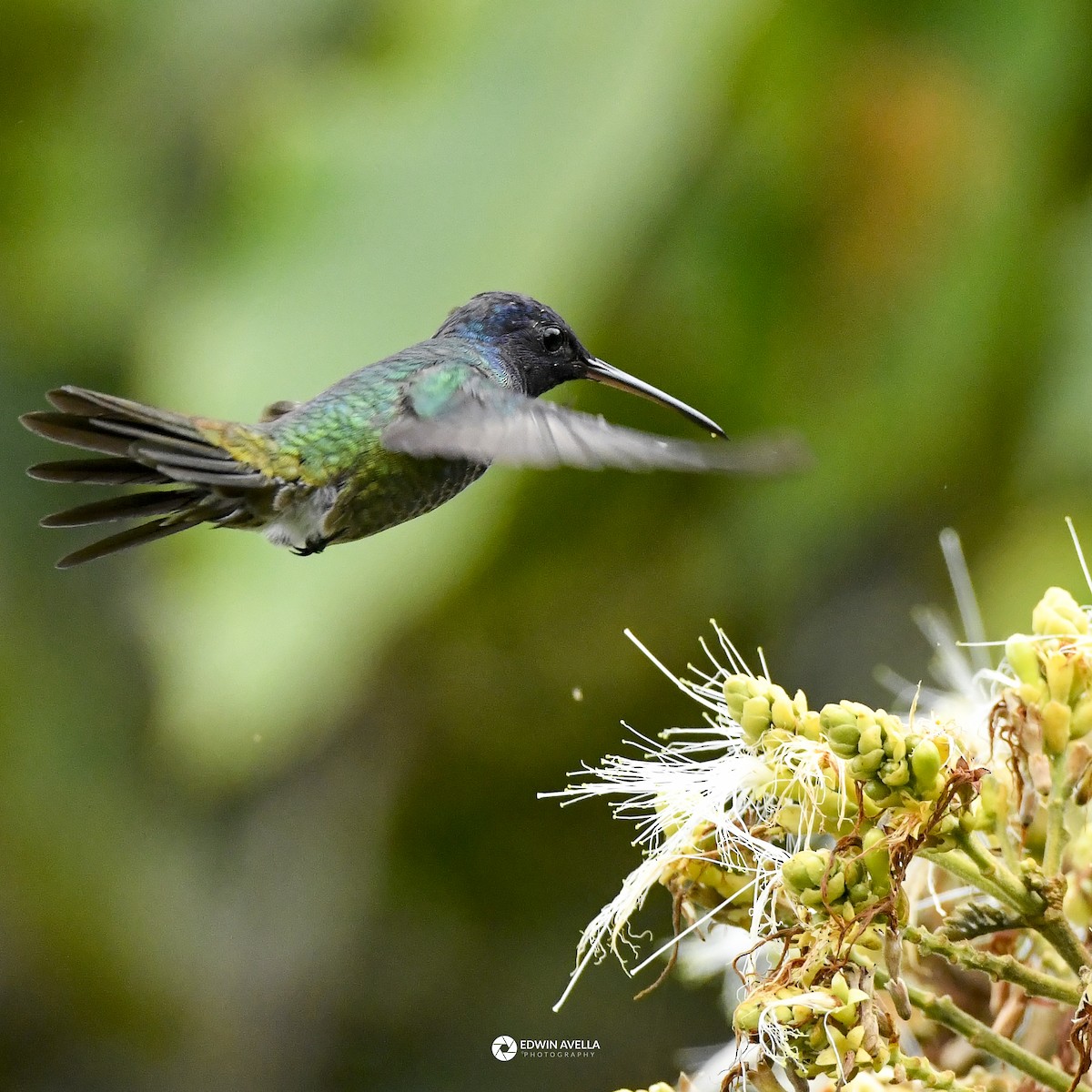 gyllenstjertkolibri - ML643461531