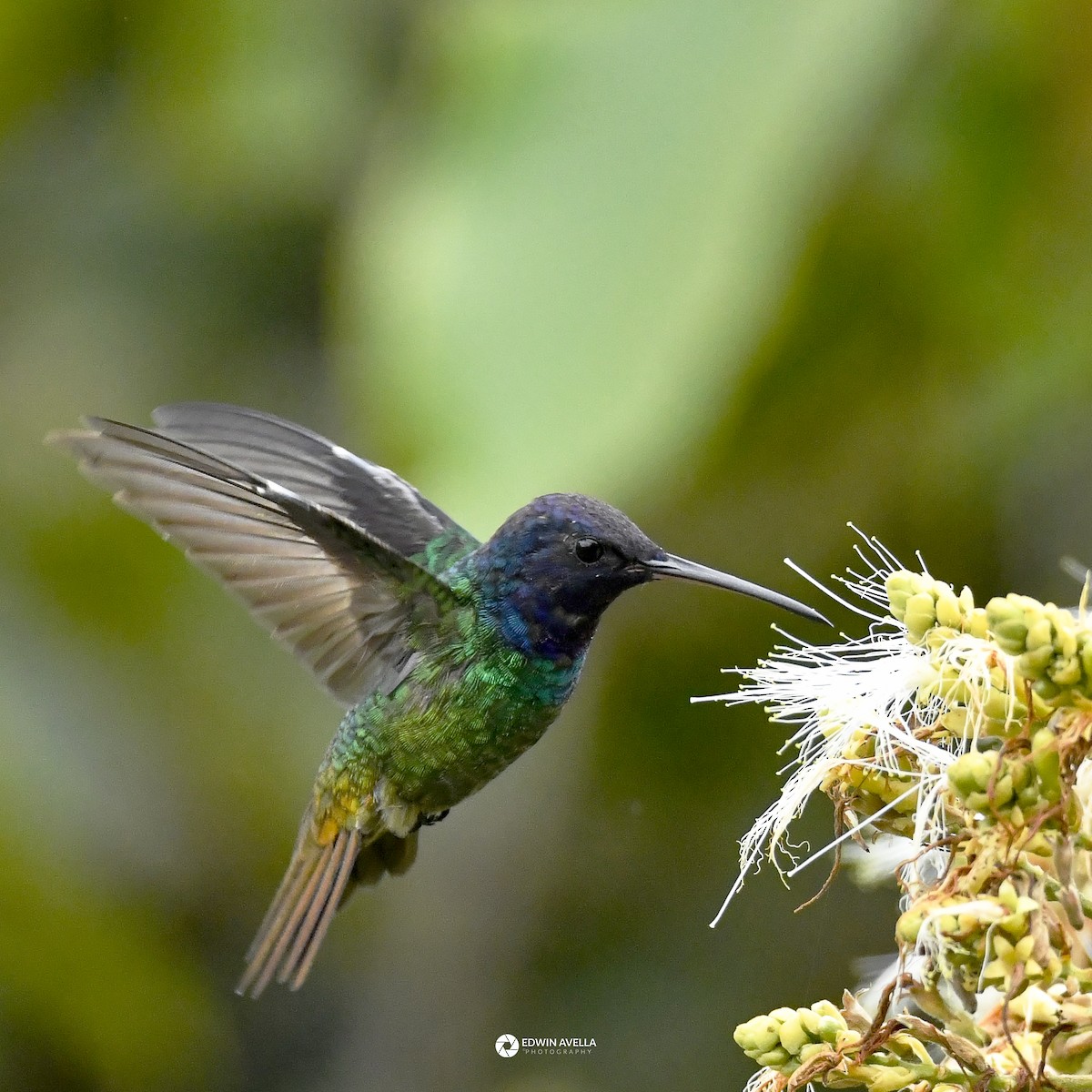 gyllenstjertkolibri - ML643461542