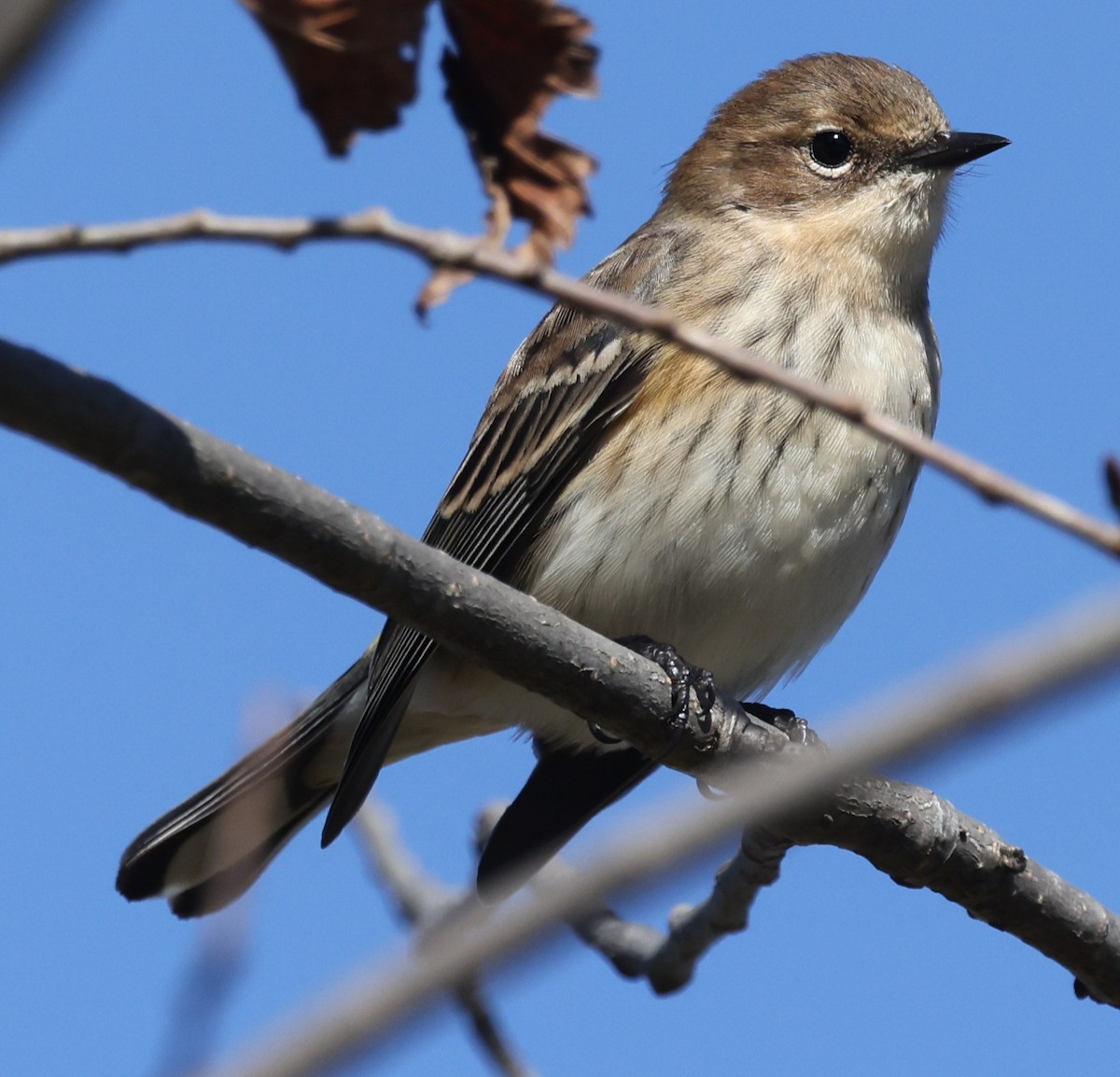 lesňáček žlutoskvrnný (ssp. coronata) - ML643461558