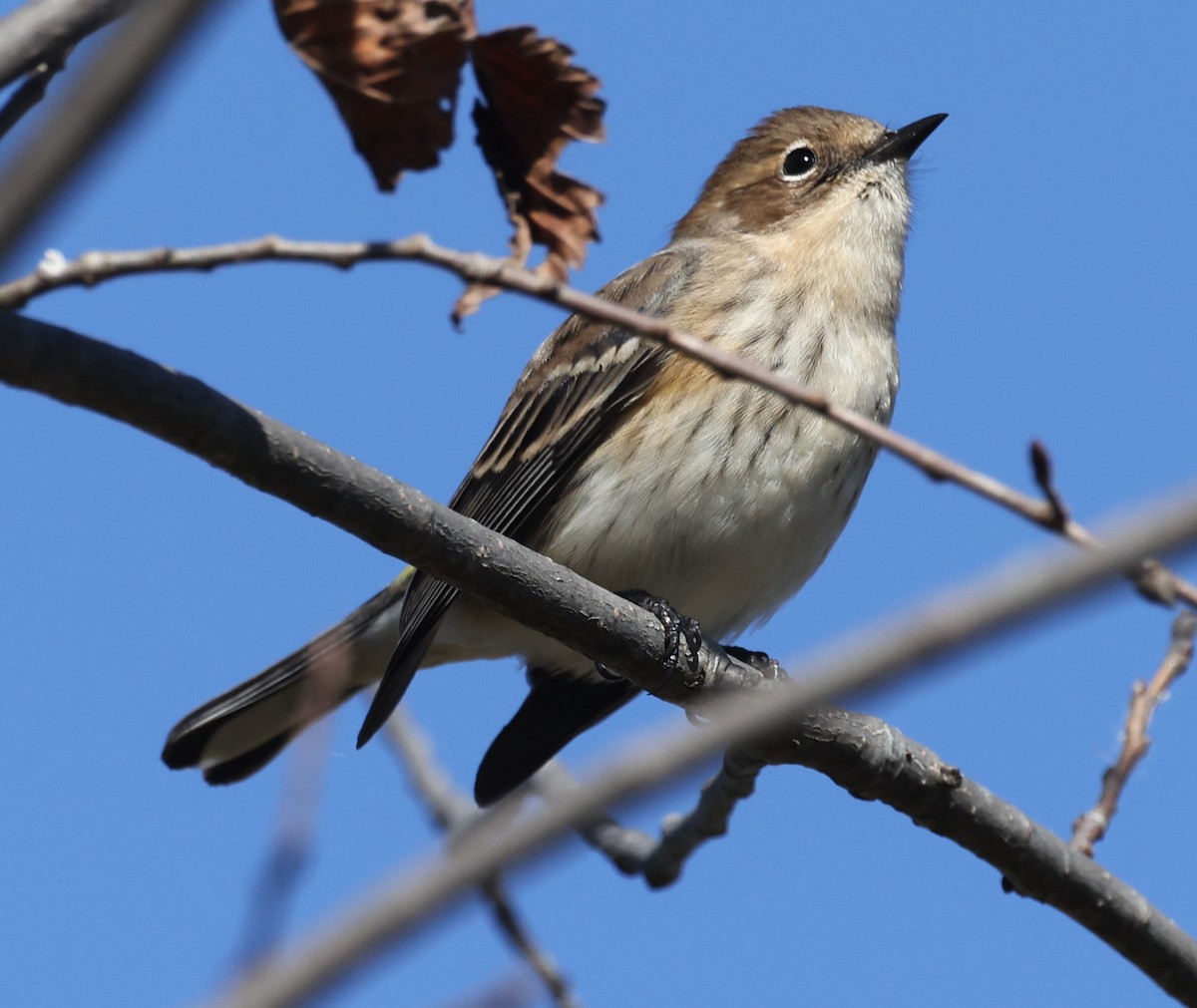 lesňáček žlutoskvrnný (ssp. coronata) - ML643461559