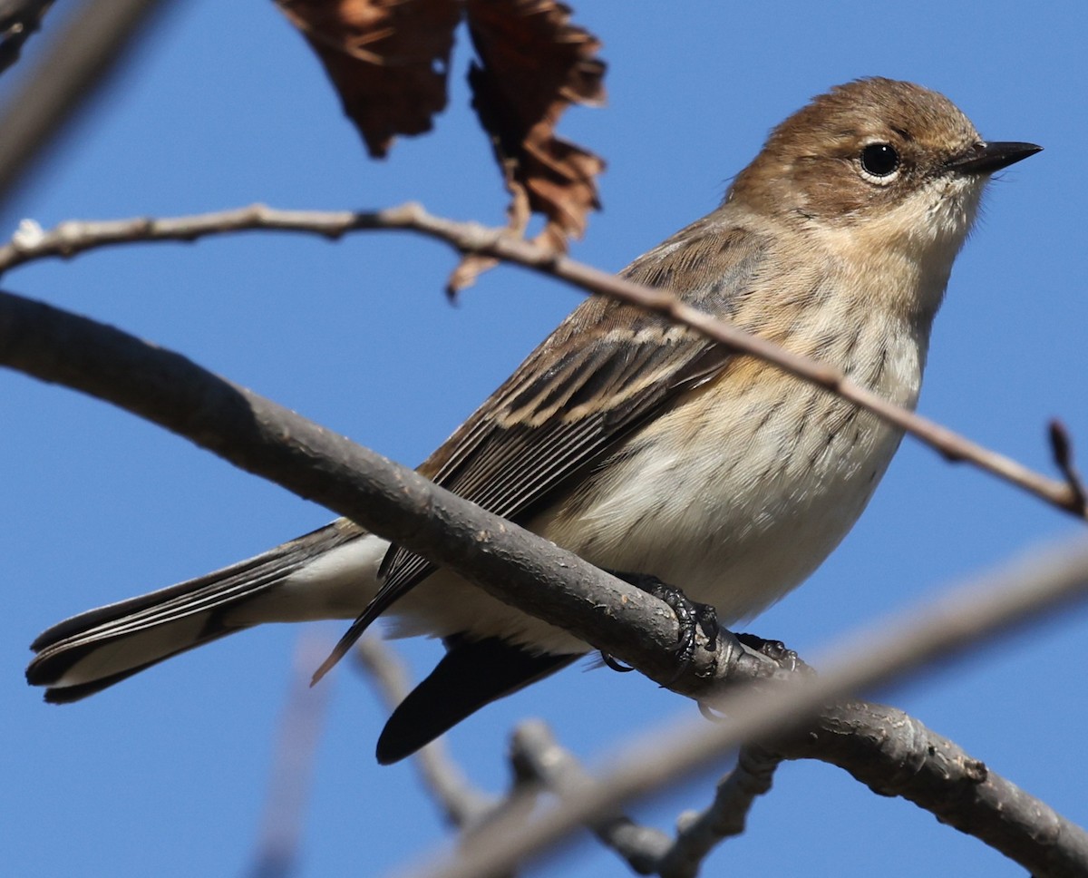 lesňáček žlutoskvrnný (ssp. coronata) - ML643461560