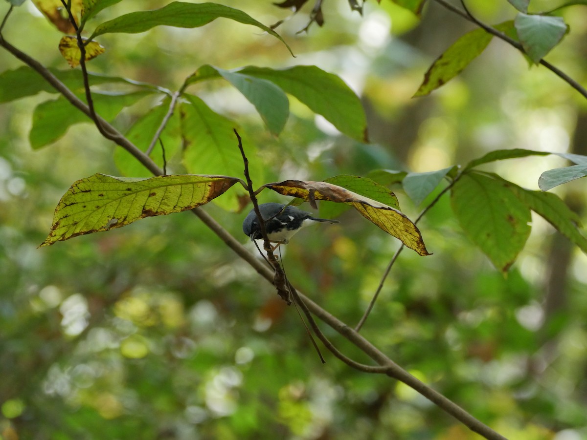 Black-throated Blue Warbler - ML643461566