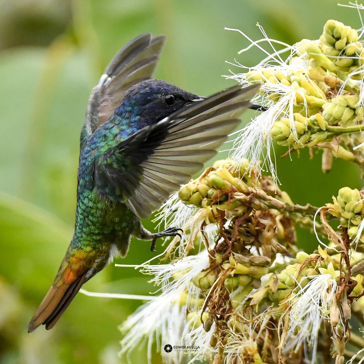gyllenstjertkolibri - ML643461567