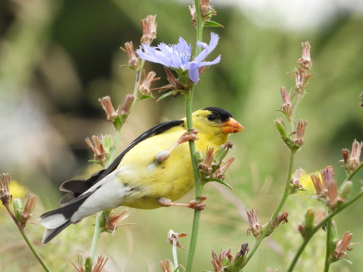 American Goldfinch - ML643461568