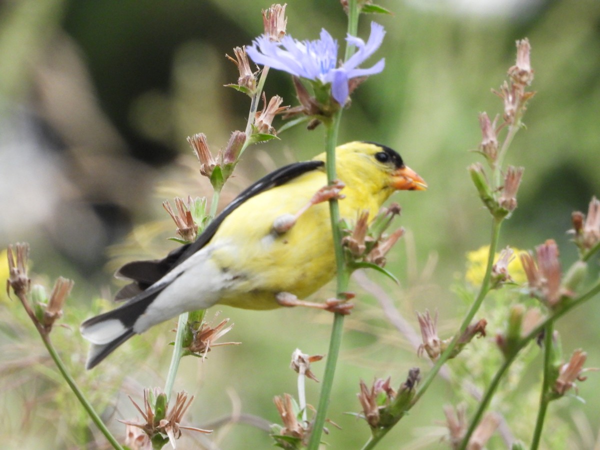 American Goldfinch - ML643461569