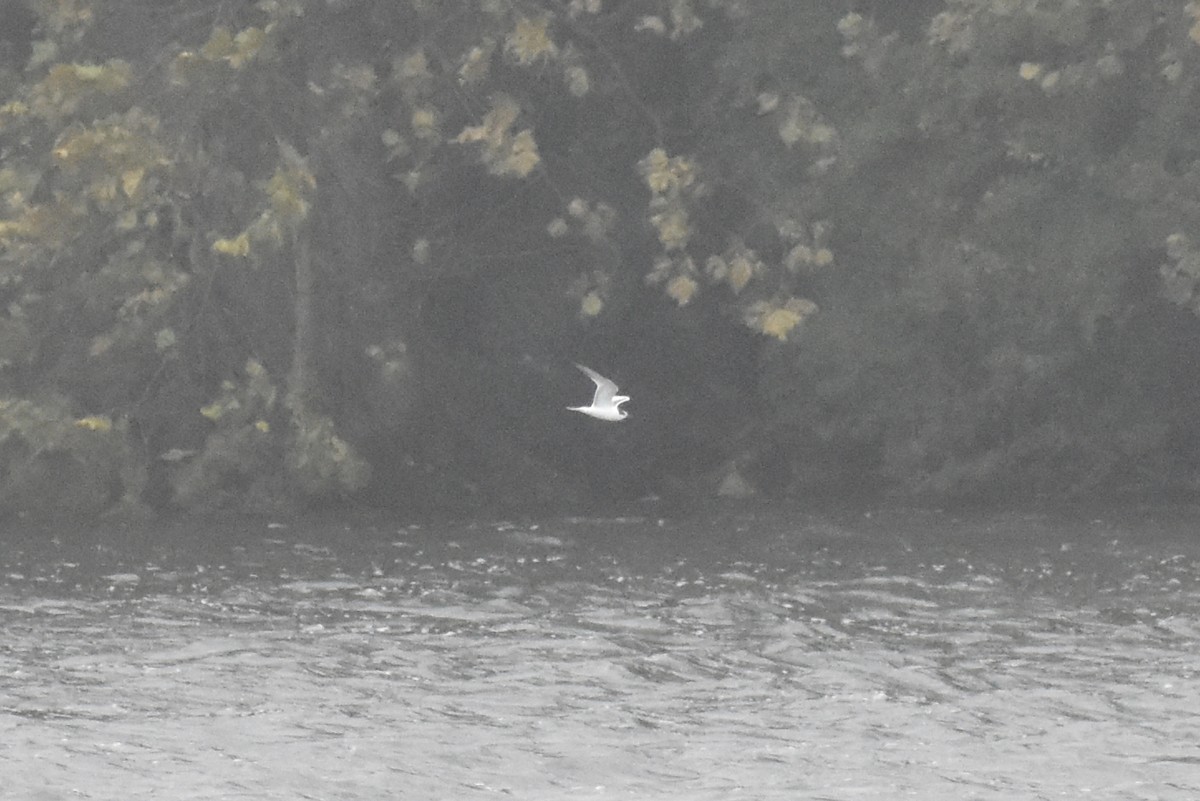 Common Tern - ML643461579