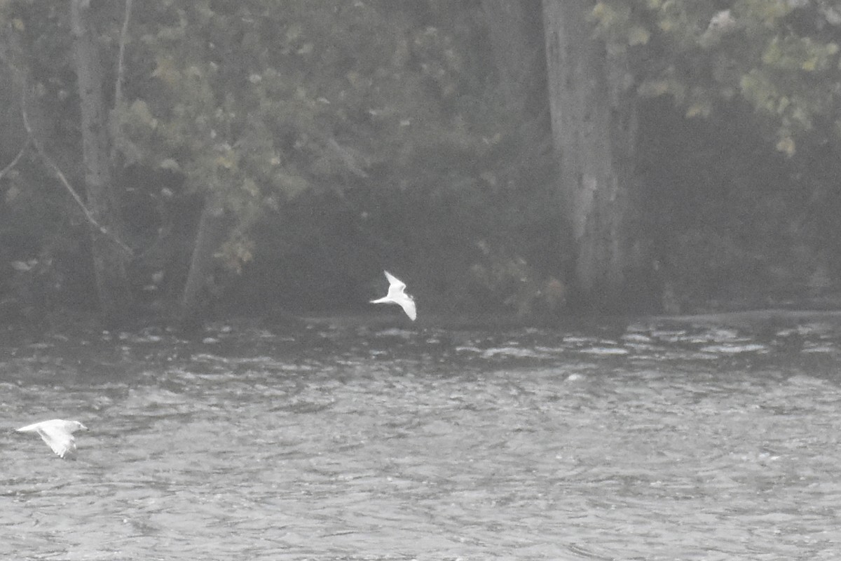 Common Tern - ML643461580