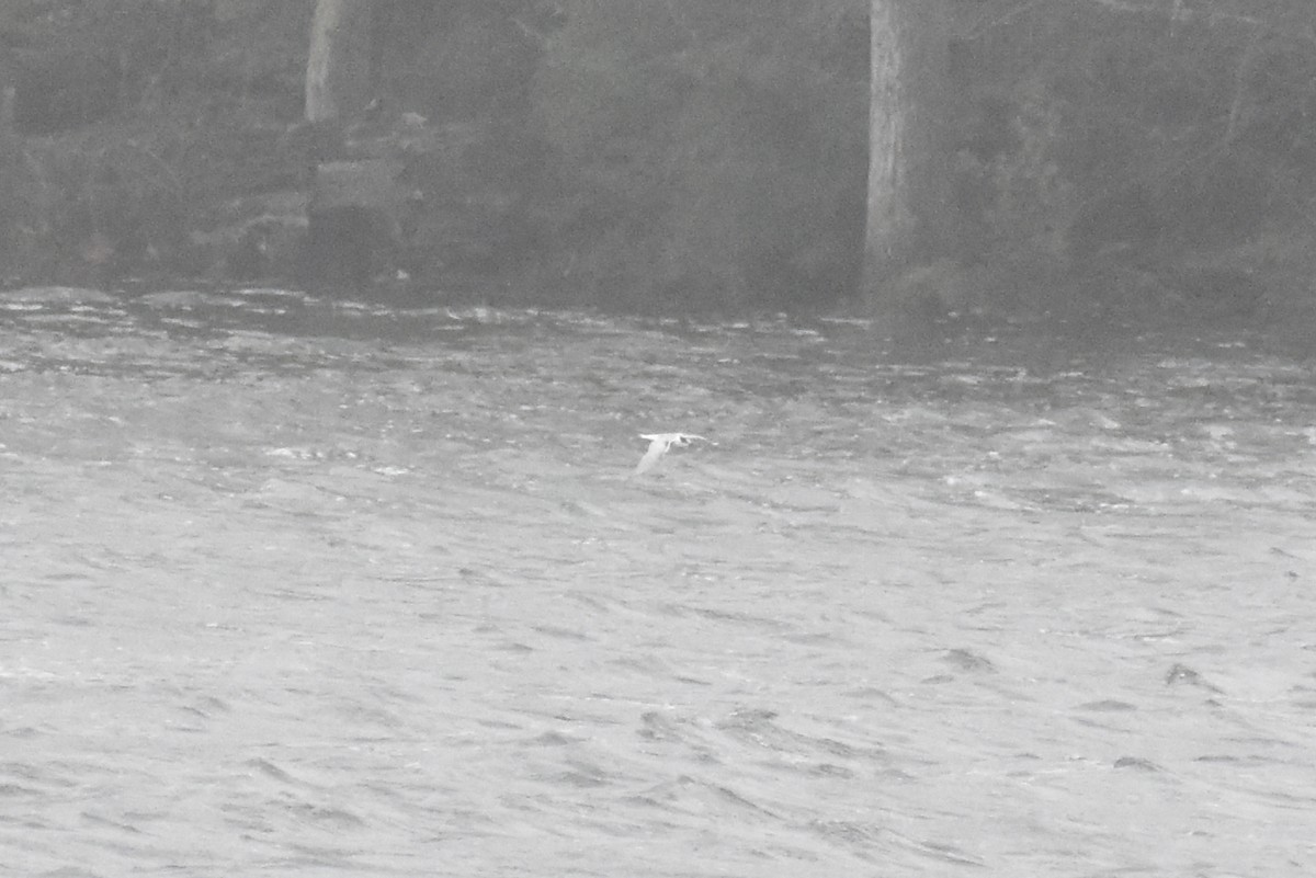 Common Tern - ML643461581