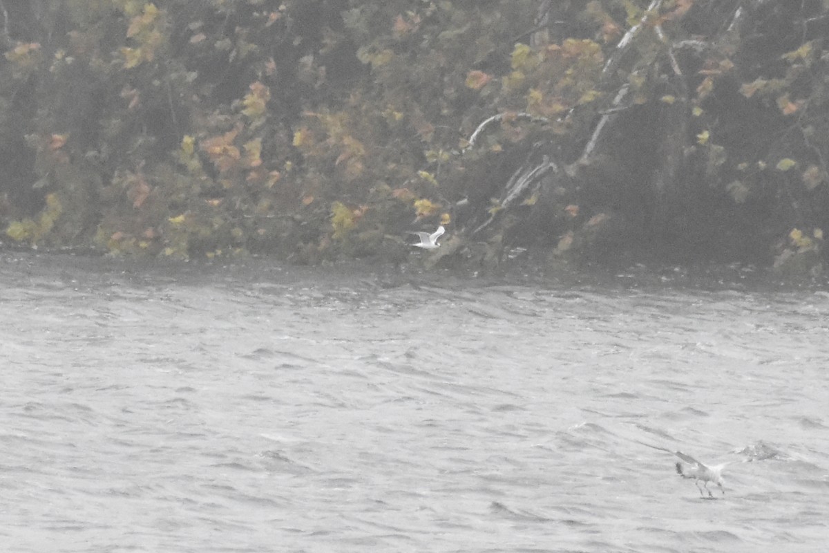 Common Tern - ML643461582