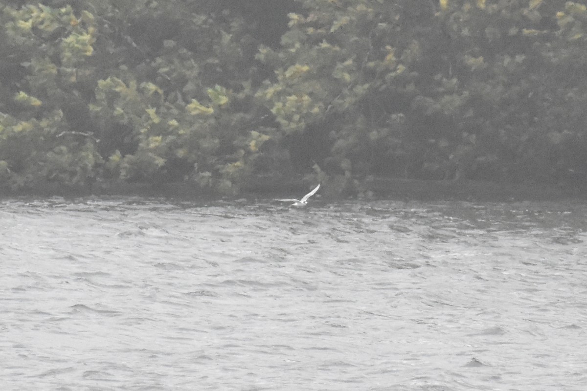 Common Tern - ML643461583