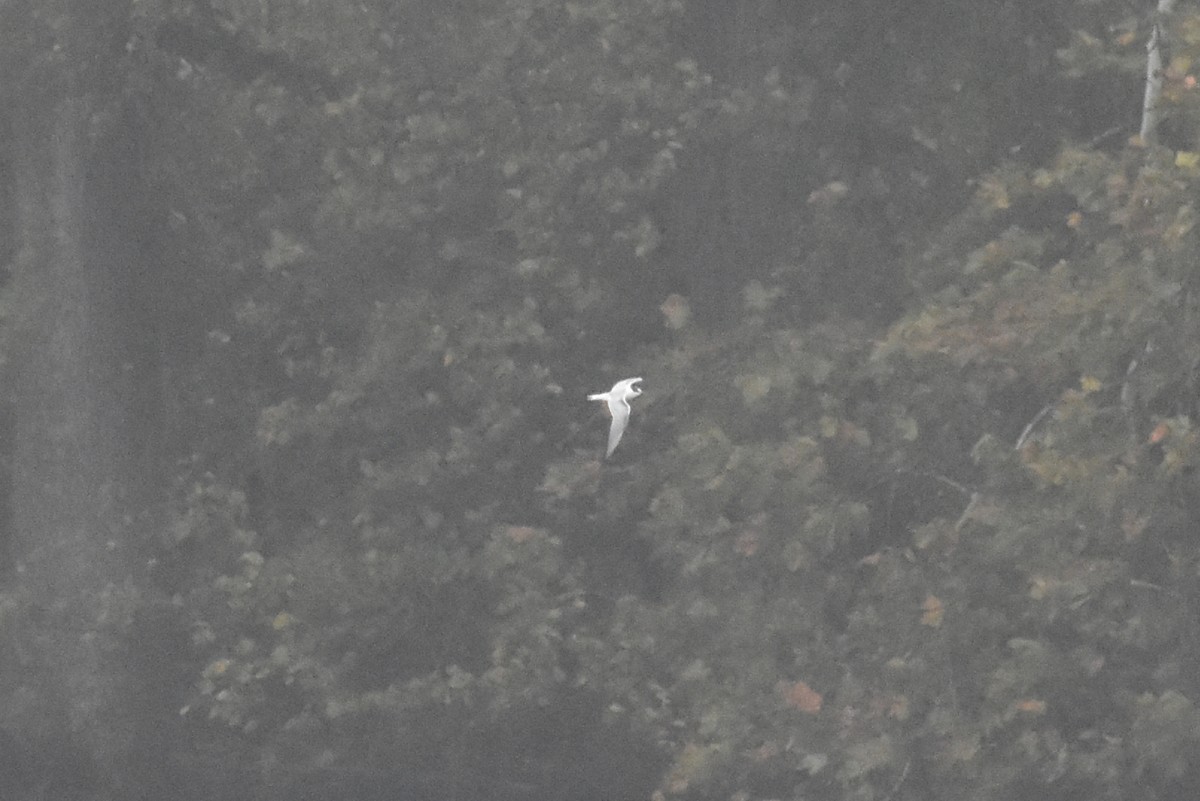 Common Tern - ML643461584