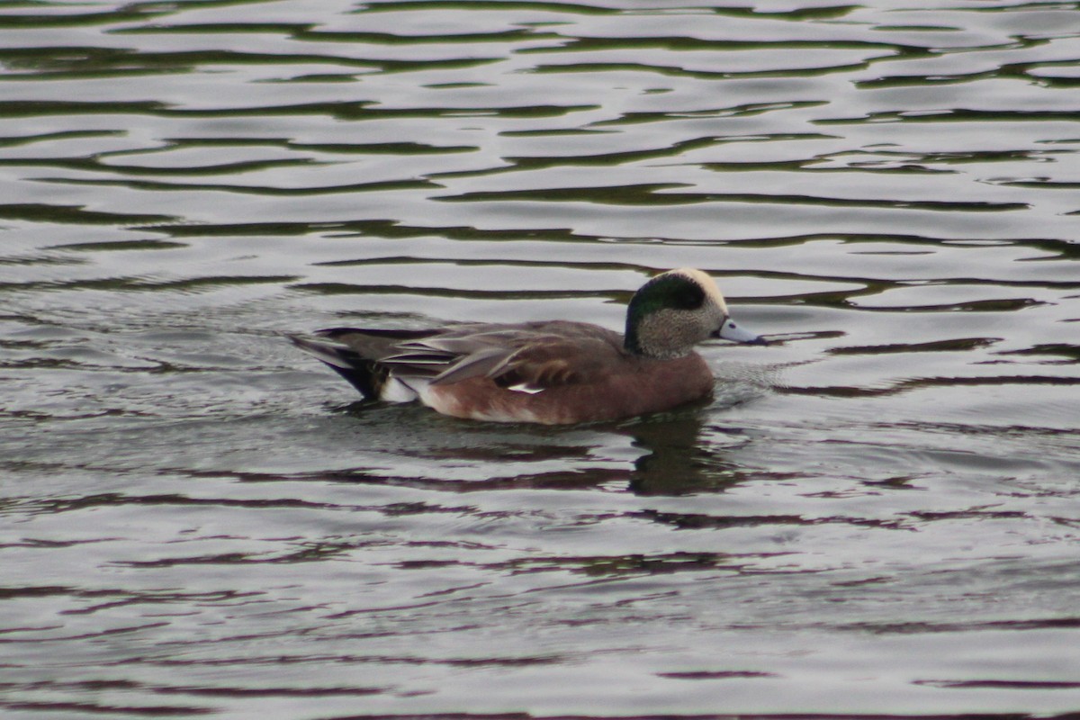 Canard d'Amérique - ML643461608