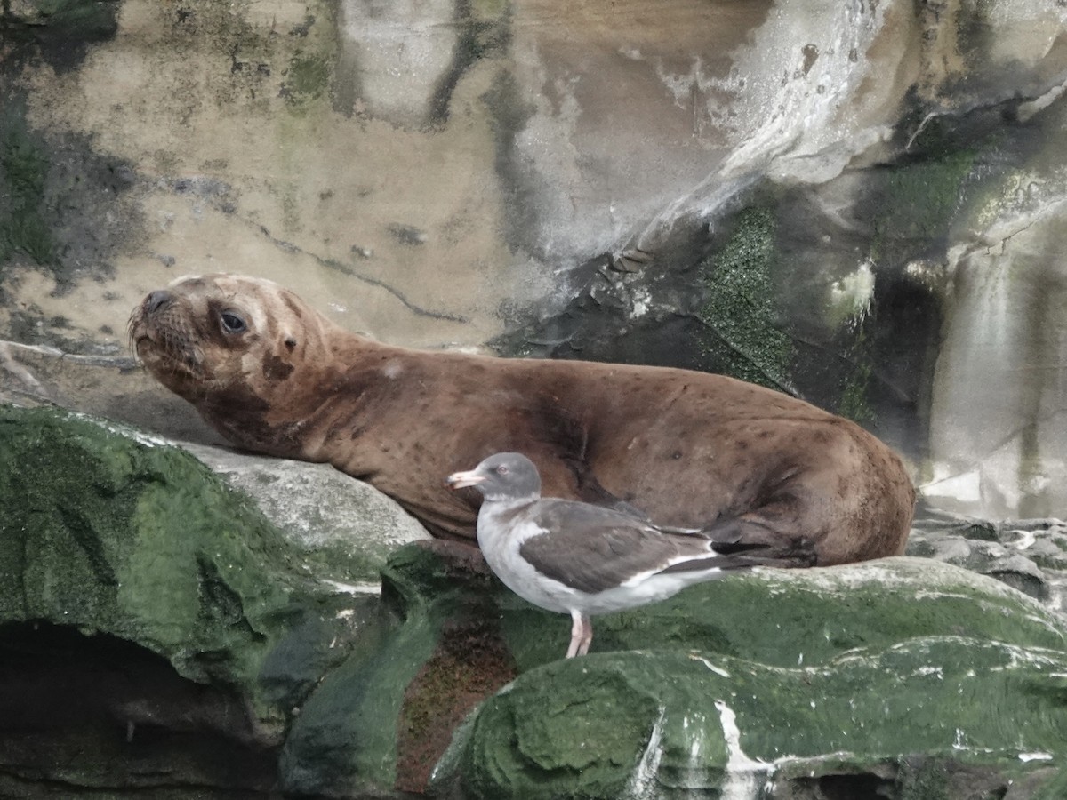 Dolphin Gull - ML643461610