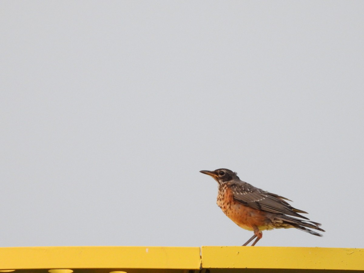 American Robin - ML643461618
