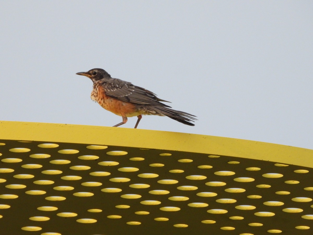 American Robin - ML643461619