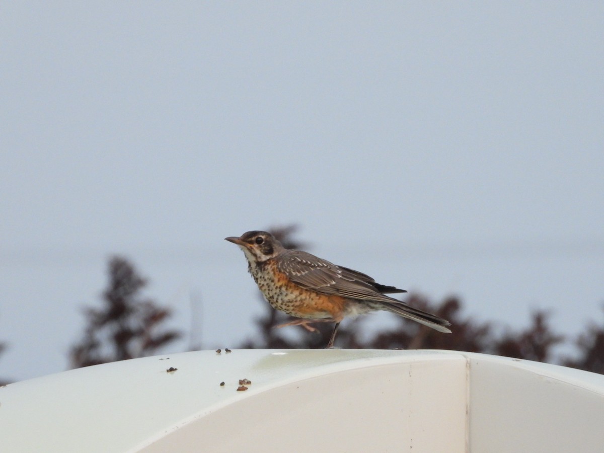 American Robin - ML643461620