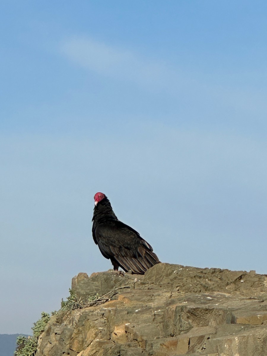 Turkey Vulture - ML643461632