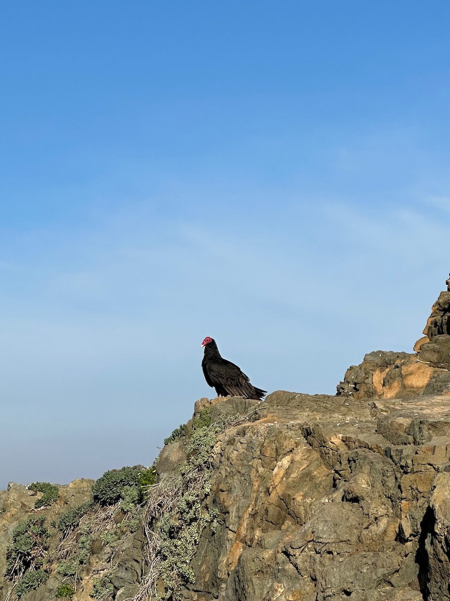Turkey Vulture - ML643461633