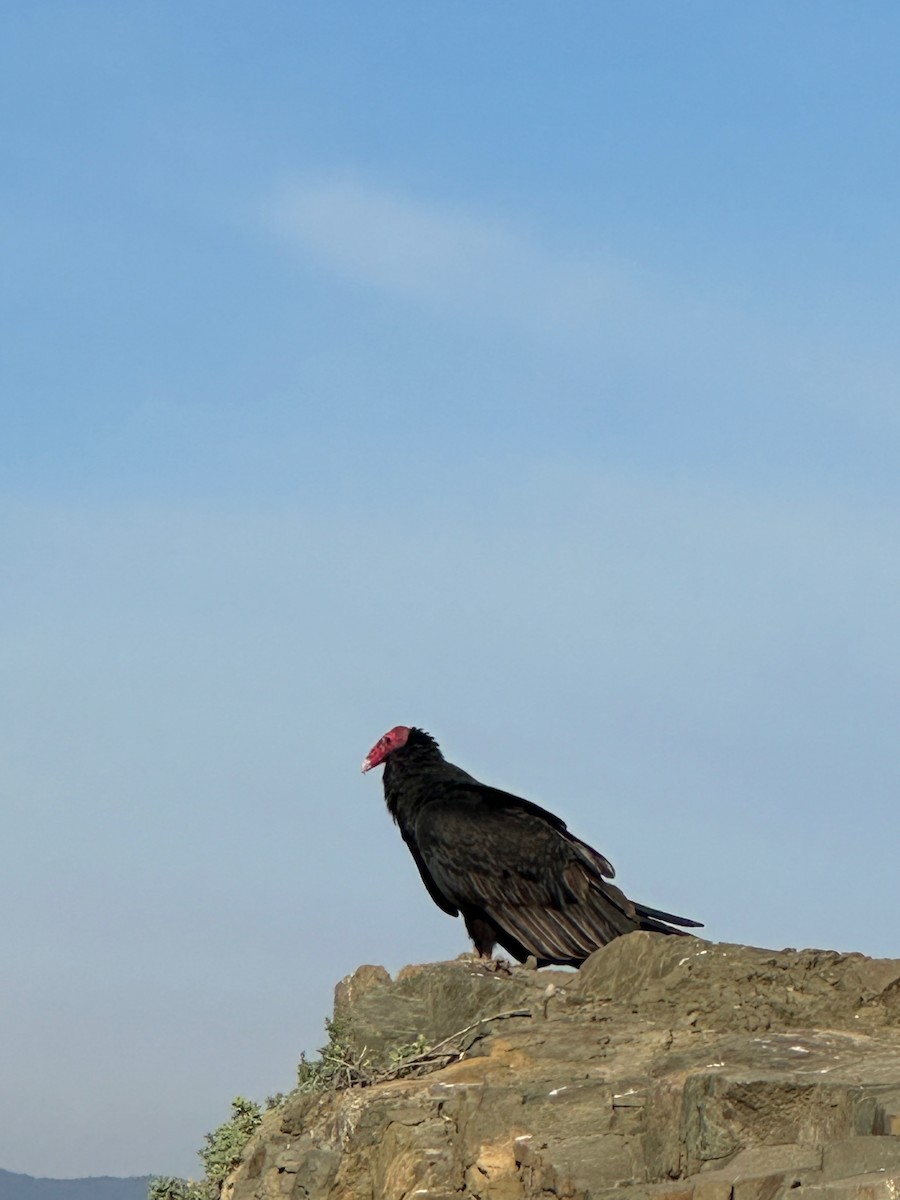 Turkey Vulture - ML643461634