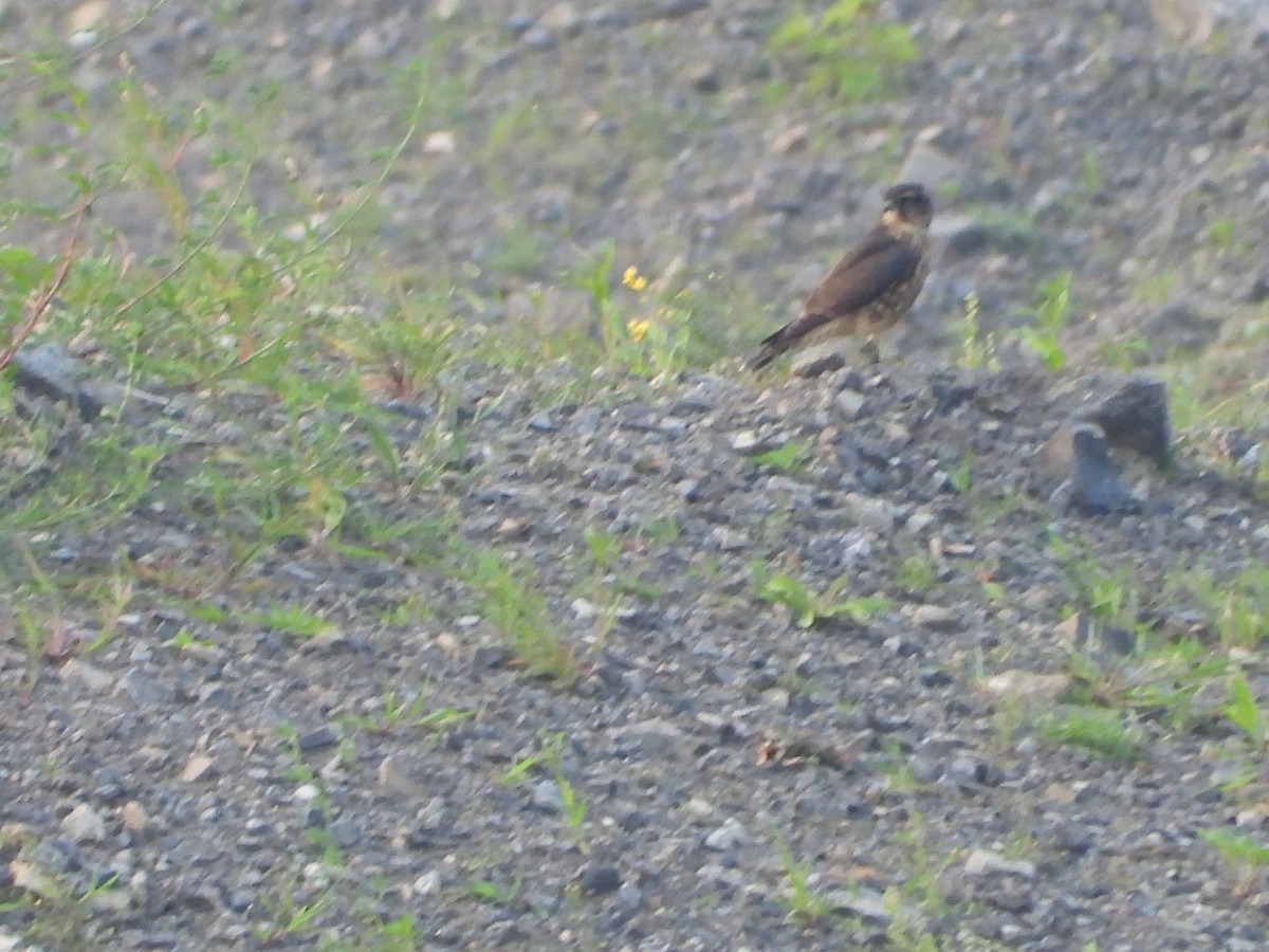 Merlin - ML643461635