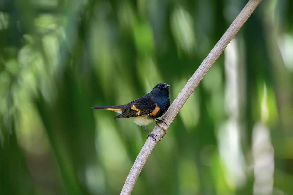 American Redstart - ML643461641