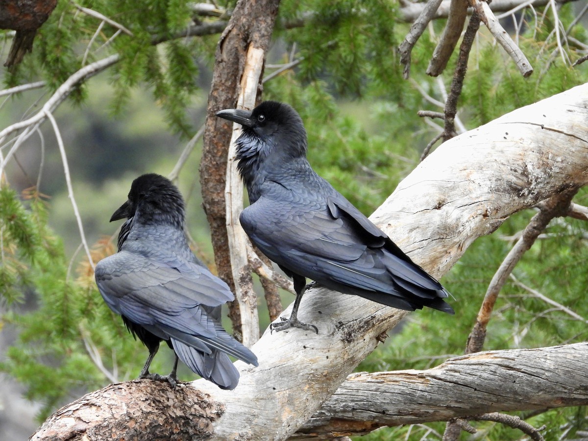 Common Raven - ML643461643