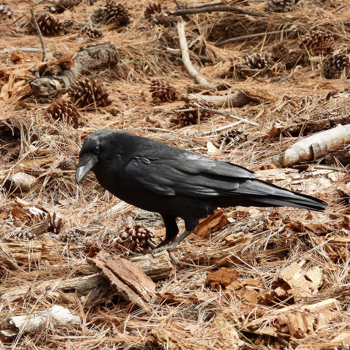 Common Raven - ML643461644