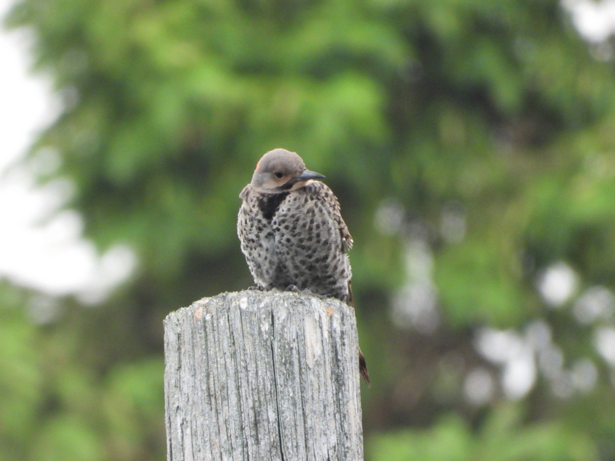 Northern Flicker - ML643461645