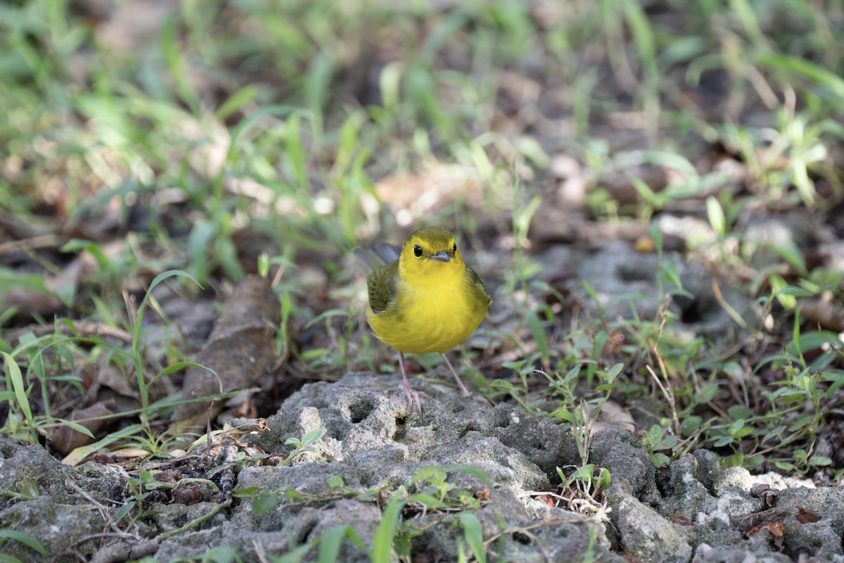 Hooded Warbler - ML643461649