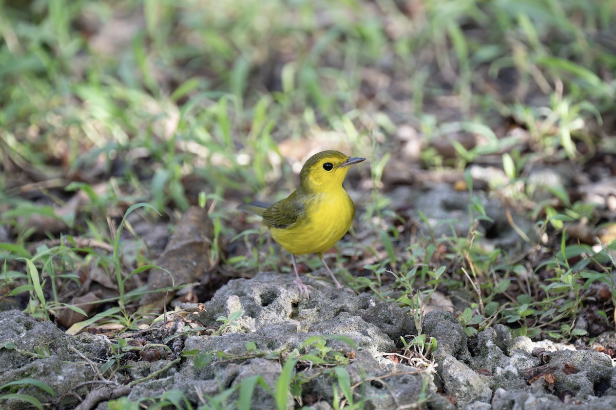 Hooded Warbler - ML643461650