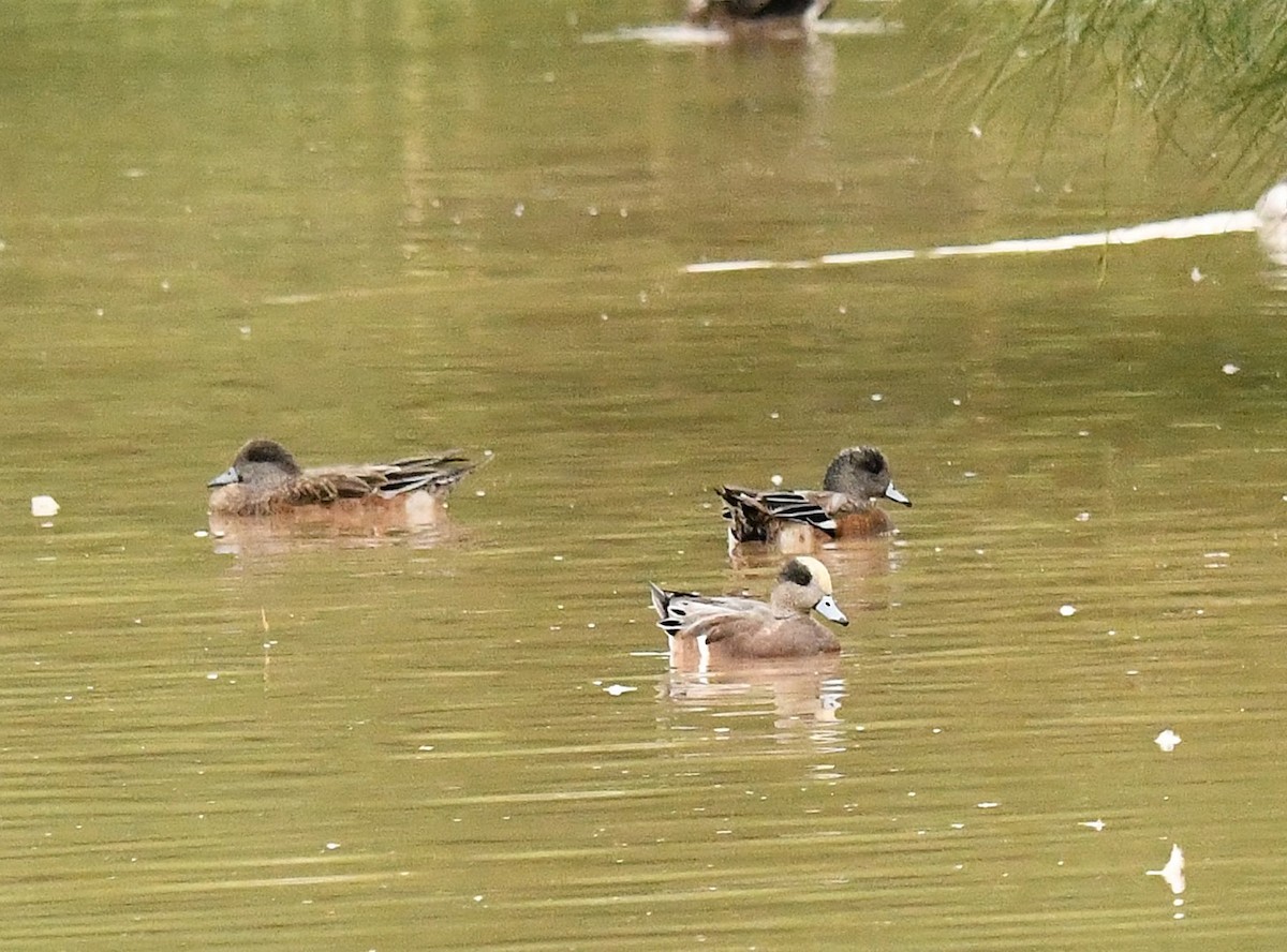 Canard d'Amérique - ML643461658