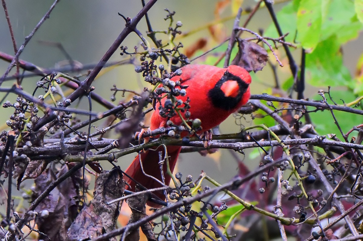 Northern Cardinal - ML643461669