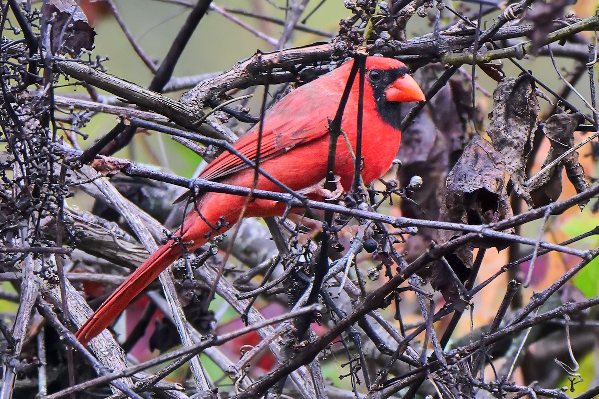 Northern Cardinal - ML643461671