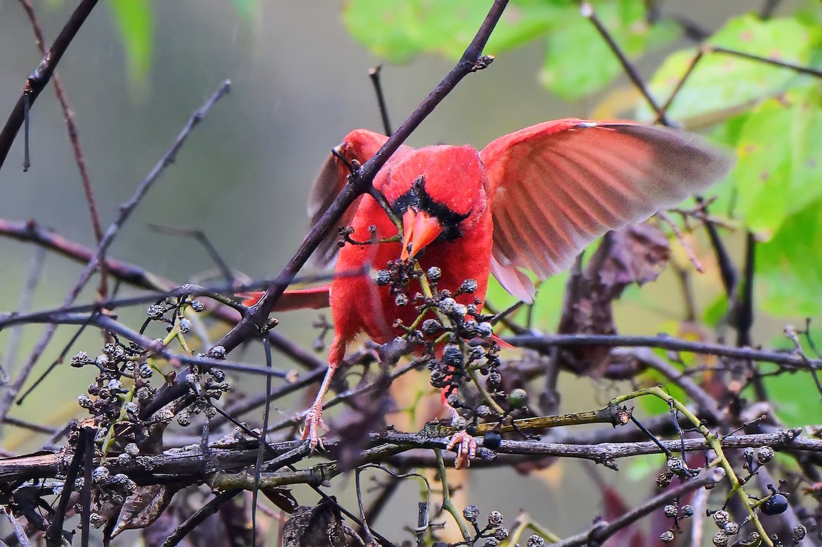 Northern Cardinal - ML643461672