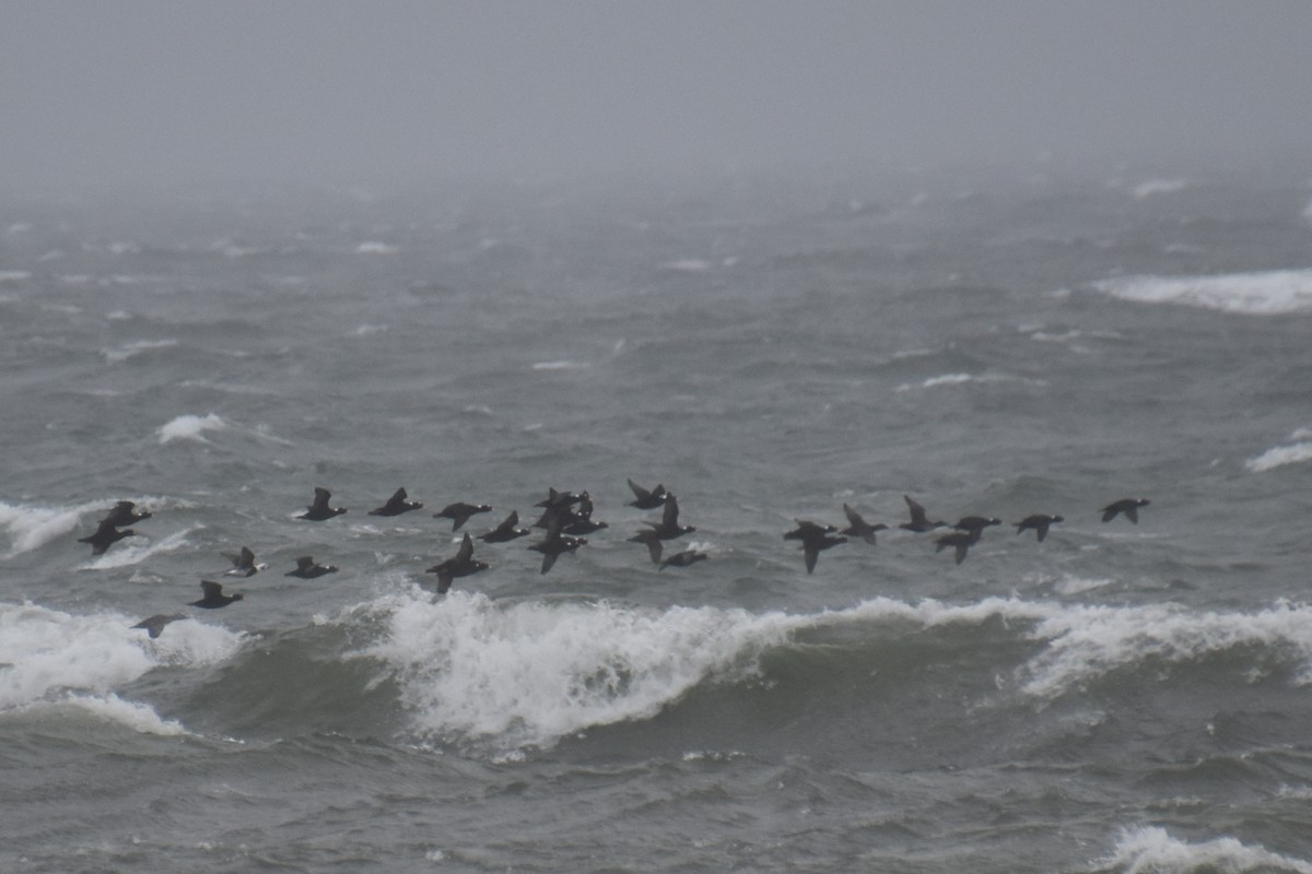Long-tailed Duck - ML643461686