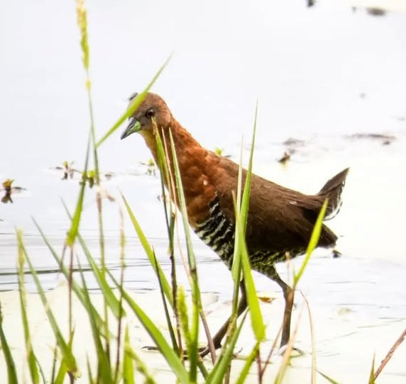 White-throated Crake - ML643461697