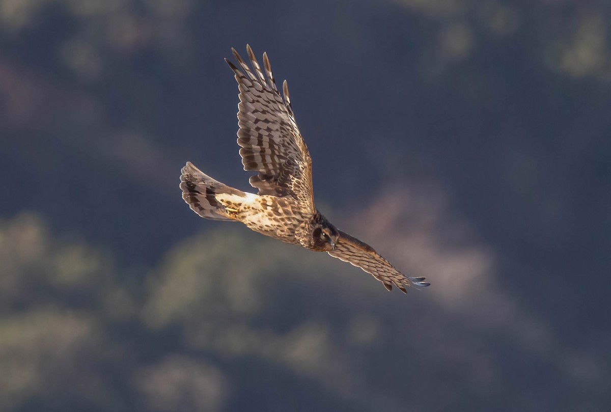 Northern Harrier - ML643461698