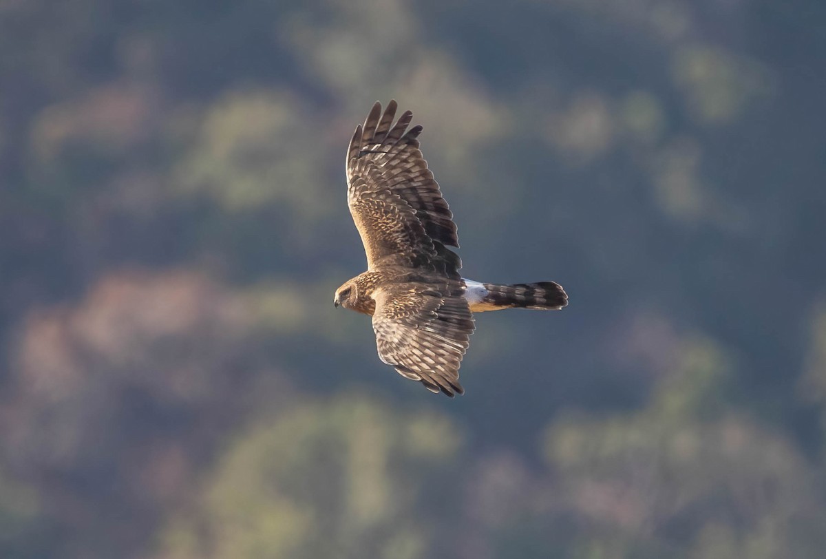 Northern Harrier - ML643461699
